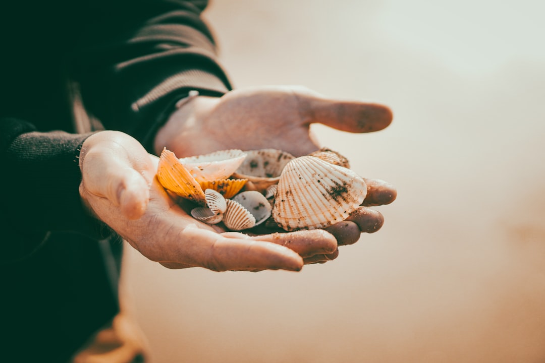 Hands holding several seashells and stones.
